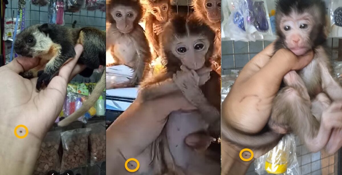 A distinctive mole appears in multiple animal adverts posted by (left) Beni on Google Listings, (centre) AB on Facebook and (right) another of the six accounts using the shared phone number. The centre and right images feature a long-tailed macaque.