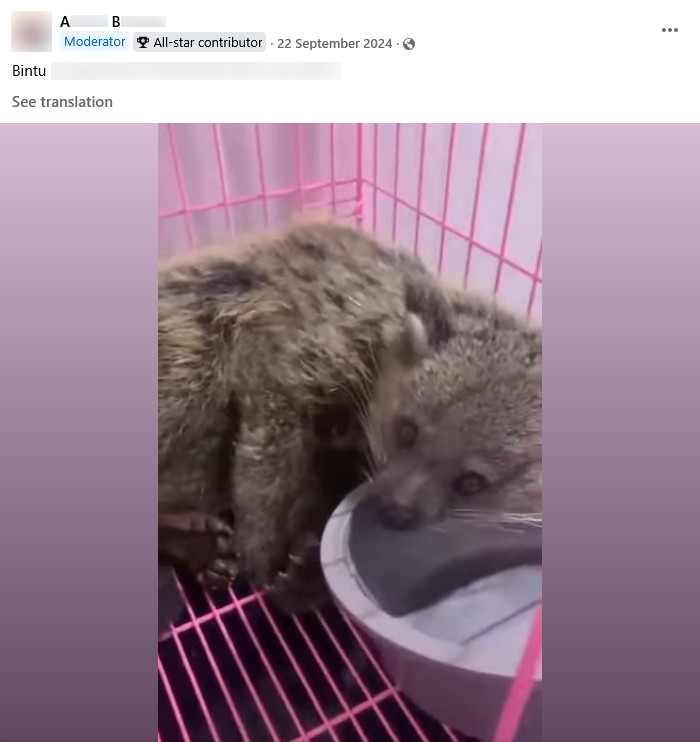 Screenshot of an advert for a “Bintu” short for binturong. Posted by AB, September 2024.