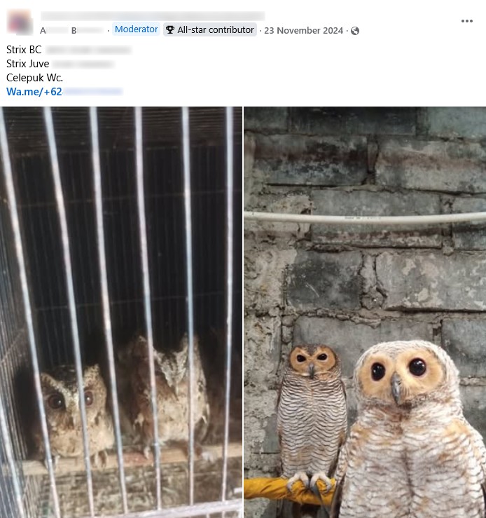 Owls for sale, posted by AB. Left: Labelled “Wc” for wild-caught. Right: “BC” for bred in captivity.