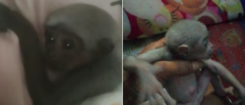 Screenshots of two infant silvery gibbons advertised on Facebook on May 10, 2025.