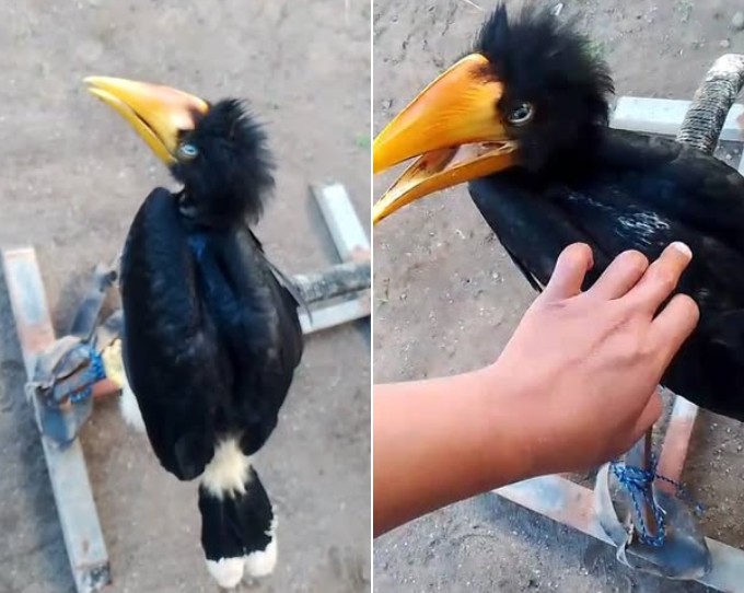 Screenshots of an online advertisement for a rhinoceros hornbill chick, a protected and vulnerable species, posted on Facebook on July 11, 2025.