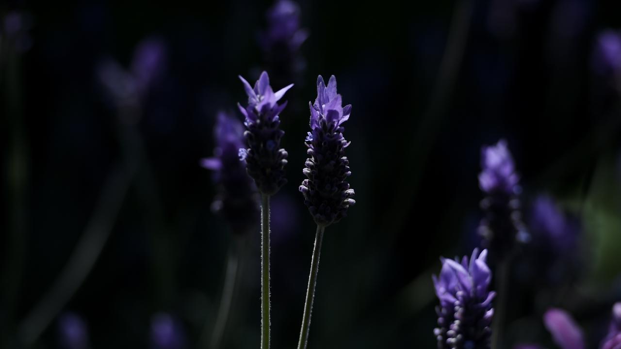 The medication supposedly works by smelling a mixture of plants, including lavender. (Tracey Nearmy/AAP PHOTOS)