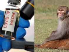 Covid-19 vaccines do not contain ‘cancer-causing’ SV40 monkey virus