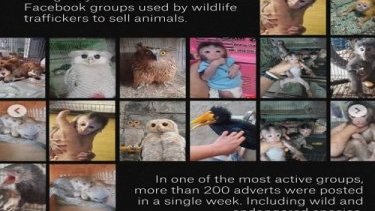 How Wildlife Traffickers Are Using Coded Language to Sell Protected Animals On Facebook
