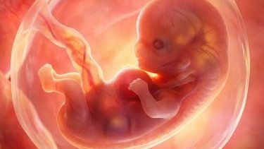 Рассказываем про гениальный трюк природы: Эмбрион затягивает сам себя белковым шнурком — так рождается мозг