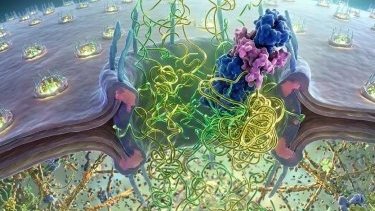 И только сейчас учёные поняли, как ядро понимает, кто свой, а кто чужой