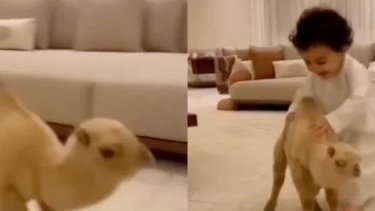 Kiçik dəvə balası ilə oynayan uşaq videosu real deyil (türkcə)